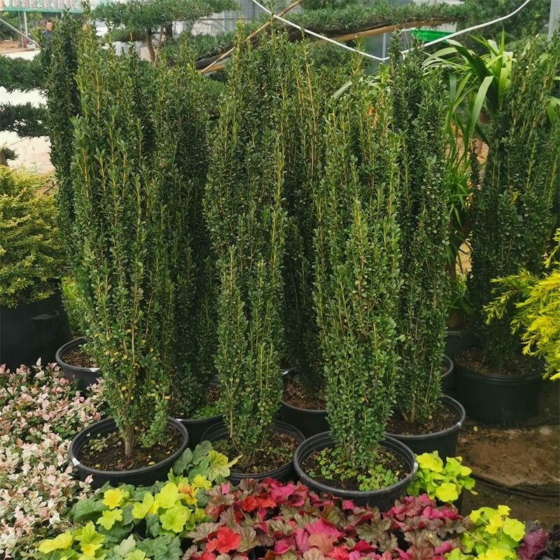 直立冬青朝天笔花境植物四季长青日本冬青耐寒树苗庭院绿篱笆苗