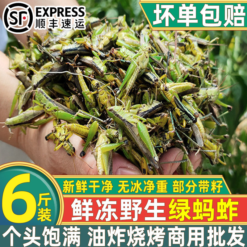 当季新鲜绿蚂蚱稻田小绿蚂蚱蝗虫蚱蜢纯野生稻田稻蝗小油蚂蚱食用