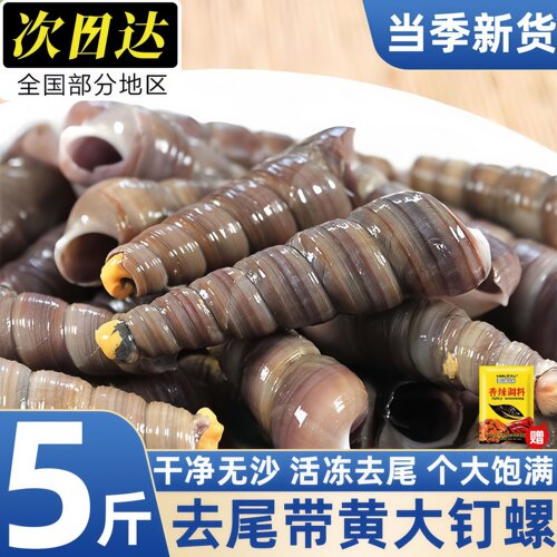 鲜活去尾大号麻辣钉螺5斤批发