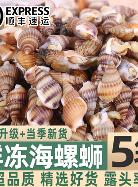 鲜活海螺丝冷冻海锥当季新货新鲜螺类海瓜子新鲜海螺丝麻辣海鲜
