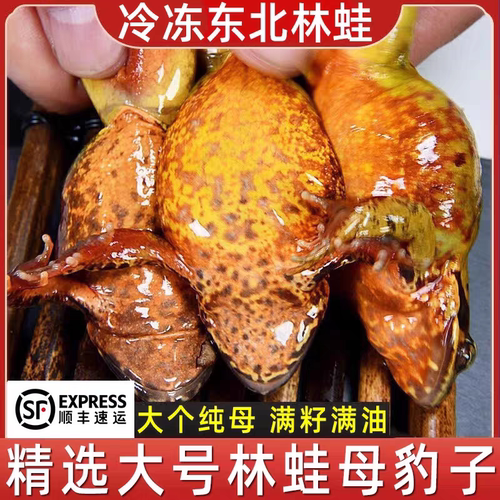 东北林蛙冷冻母豹子满籽母带料包