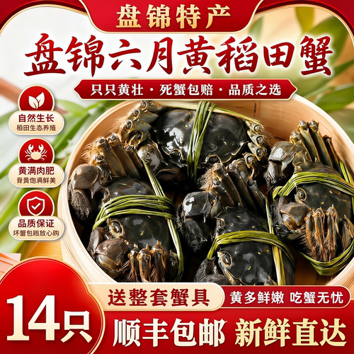 盘锦鲜活六月黄稻田公大闸蟹