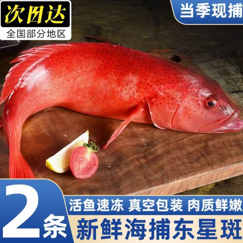 深海东星斑鱼鲜活速冻肉质细嫩