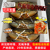 福建东山岛鲜活特大野生青蟹礼盒大红膏螃蟹肉鲟菜蟹黄油蟹 活