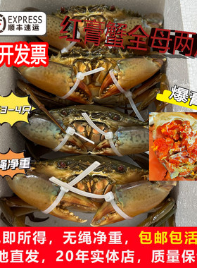 红膏蟹鲜活公母搭配红鲟膏蟹