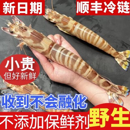 【福建本港】大九节虾超大斑节虾竹节虾大虾海鲜鲜活速冻生腌白灼