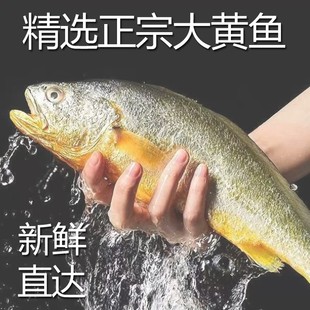 正宗深海野捕特大黄花鱼2斤新鲜现捕现发高品质黄鱼顺丰活冻冰鲜