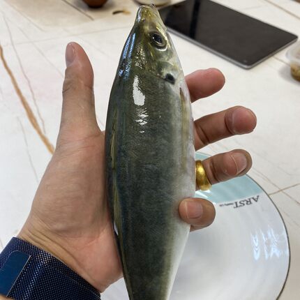 土豪巴浪鱼5条装 养殖刺身小竹荚鱼 盐蒸盐焗福建东山岛特产海鲜