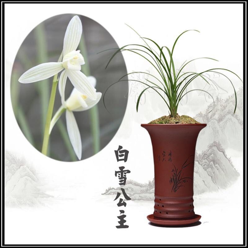 心心相印白雪公主二红素冰美人