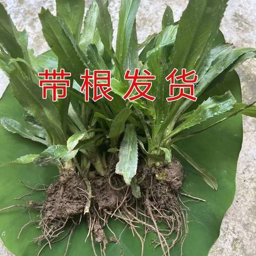 缅芫荽香菜苗新鲜带根带土可种植