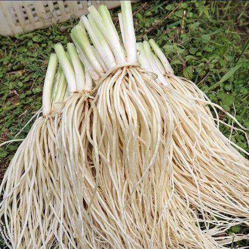 云南德宏新鲜撇菜根苤菜根大韭菜根月子良菜可腌制500克新鲜蔬菜
