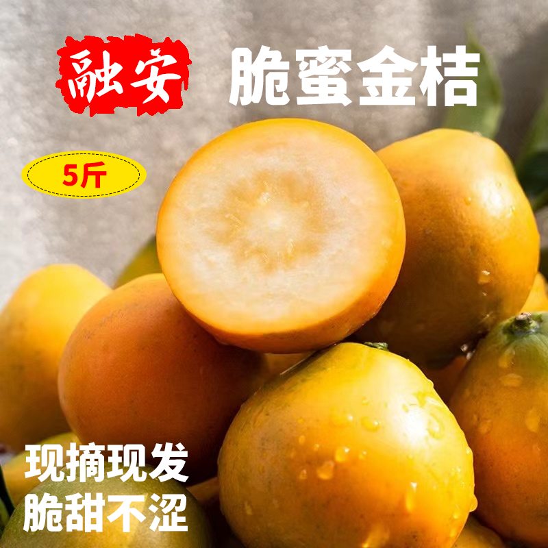 广西融安第三代脆蜜金桔脆甜多汁