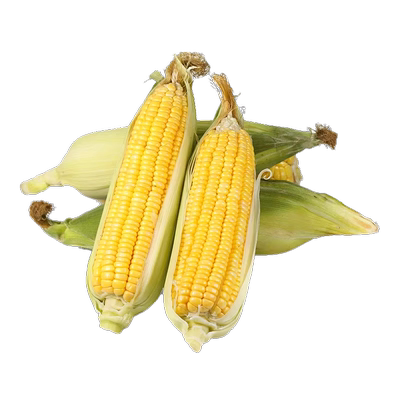现摘金银水果玉米丨推荐9斤装