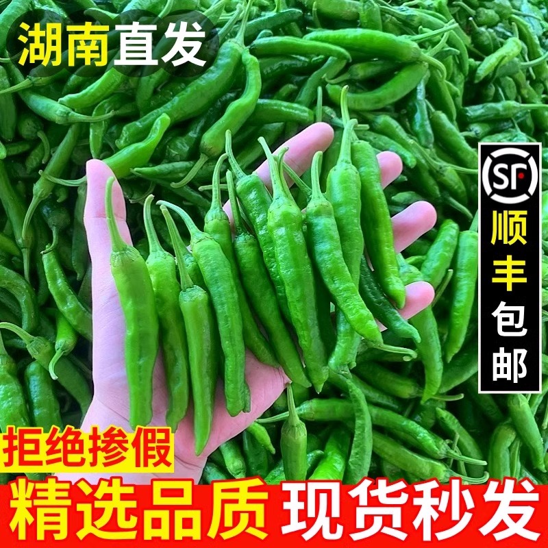 正宗樟树港新鲜小辣椒农产品辣椒卜辣椒纯香辣顺丰包邮自然熟顺丰