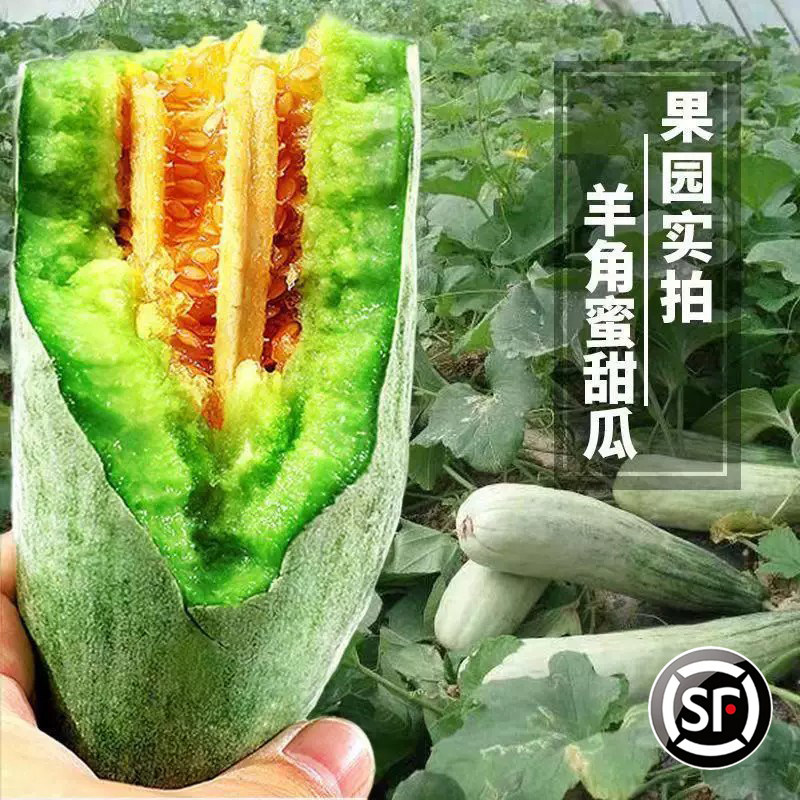 山东羊角蜜甜瓜新鲜水果现货5斤当季整箱羊角蜜瓜香瓜果酥羊角脆