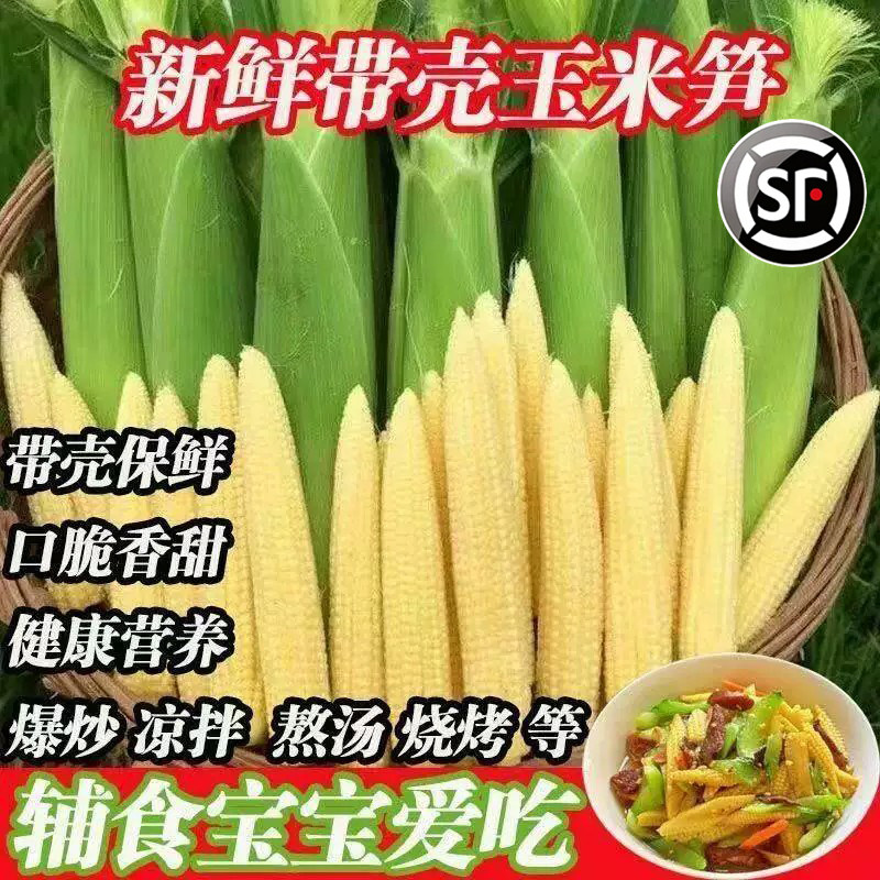 新鲜现摘玉米笋手指即食当季带壳甜玉米玉米芯蔬菜水果迷你玉米棒