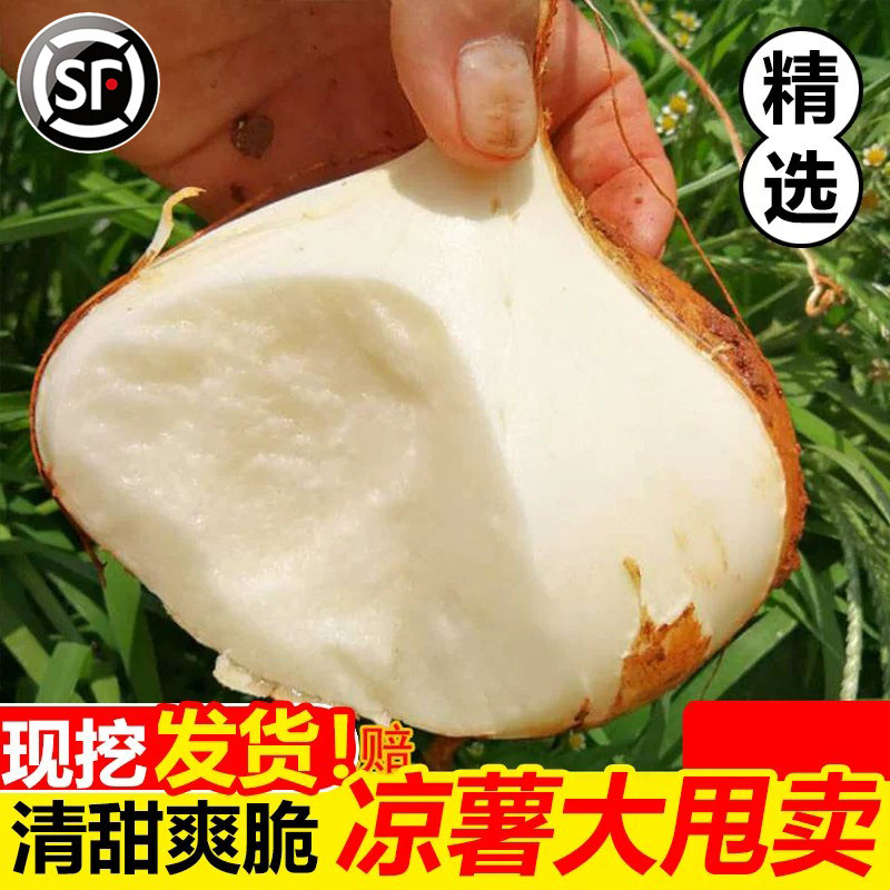现挖凉薯新鲜广西白地瓜9斤土瓜红土豆薯农家葛根番薯山芋包邮10
