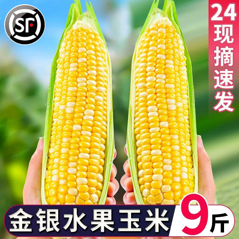 广西金银水果玉米9斤新鲜生吃甜玉米棒子粒现摘糯黏苞谷蔬菜包邮