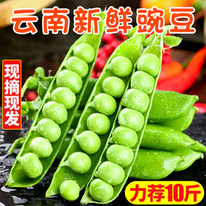 豌豆豆荚价格 豌豆豆荚图片 星期三