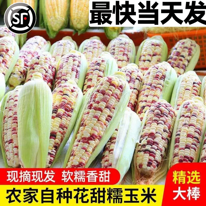 广西花糯玉米现摘新鲜蔬菜整箱