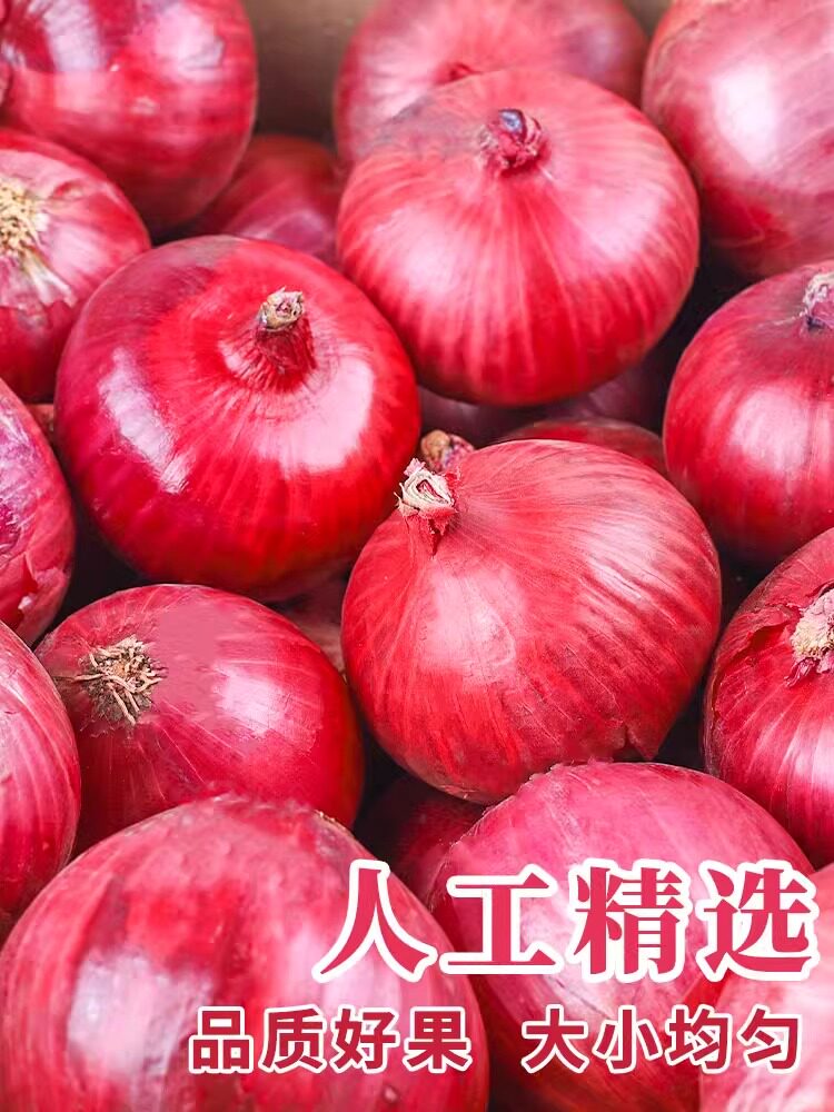 新鲜云南水果洋葱9斤紫皮圆葱头红葱头新鲜蔬菜当季现挖生吃脆甜