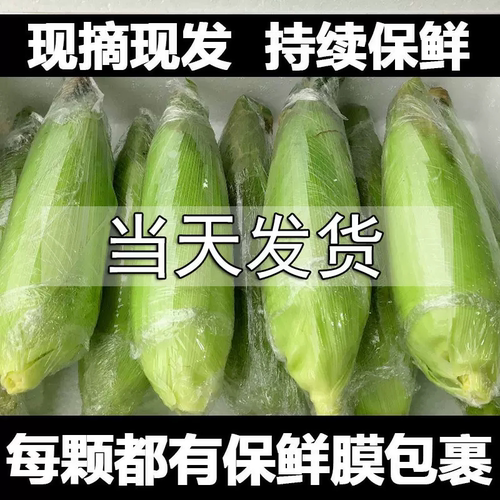 黑糯玉米颗粒饱满香甜软糯