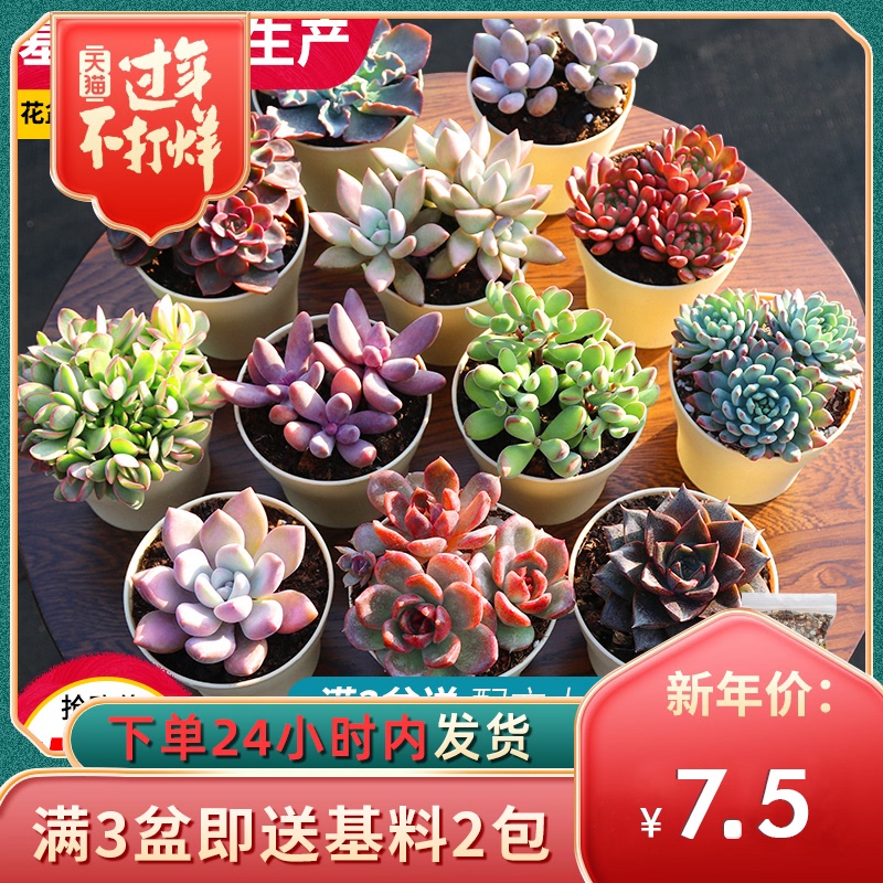 多肉植物带盆栽好价格 多肉植物带盆栽好图片 星期三 多肉植物带盆栽好价格 多肉植物带盆栽好图片 星期三