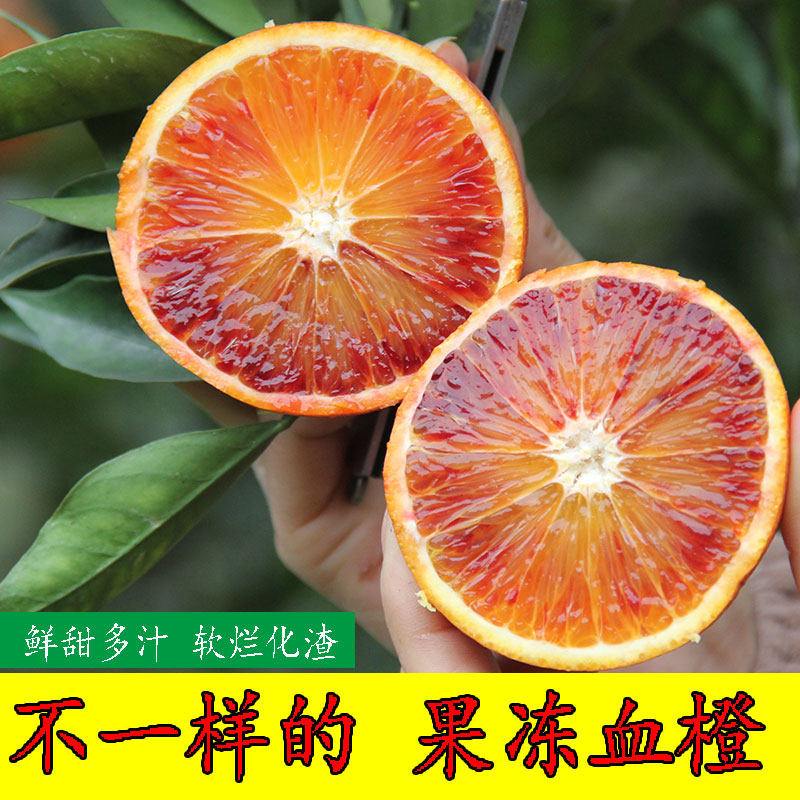 血橙新鲜水果长寿湖果冻橙子当季采摘整箱10斤大果正宗手剥甜香橙