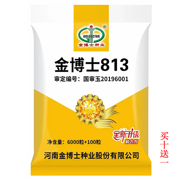 早熟高产杂交种籽金博士813国审玉米种子耐旱耐寒抗倒抗病大田