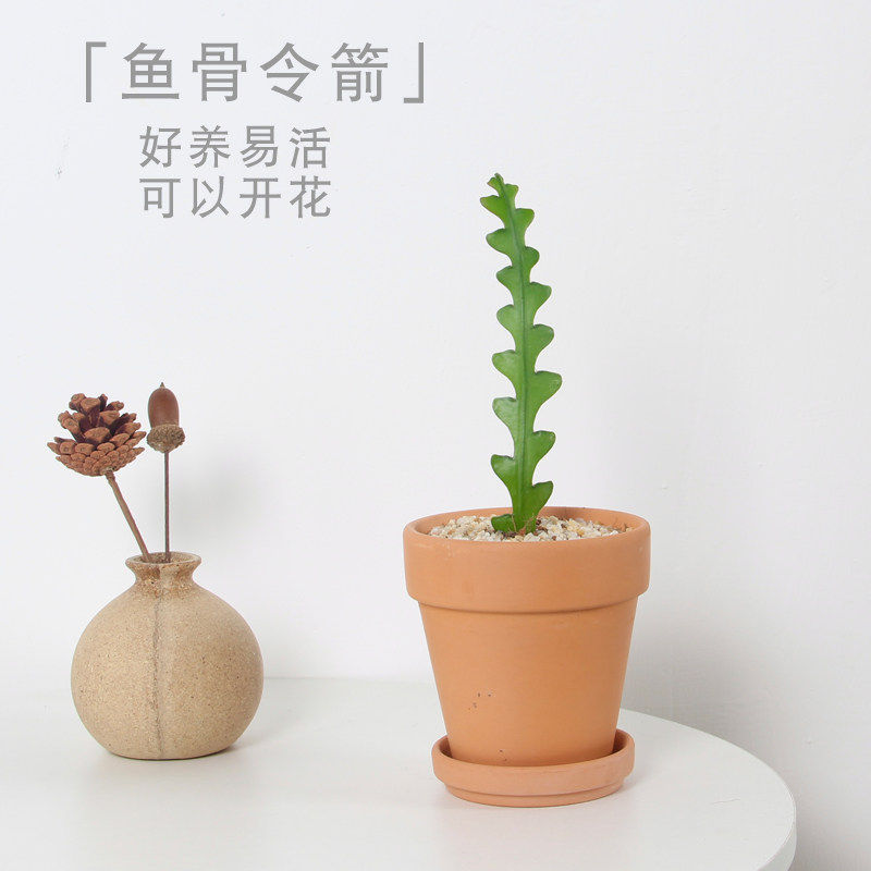 鱼骨令箭昙花室内多肉植物仙人掌大颗好养新手桌面摆件防辐射绿植