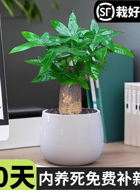 发财树盆栽室内客厅办公室桌面绿植小盆景四季常青花卉易活植物
