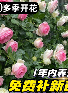 蔷薇花苗爬藤四季藤本月季大苗庭院爬墙植物玫瑰盆栽粉色龙沙宝石