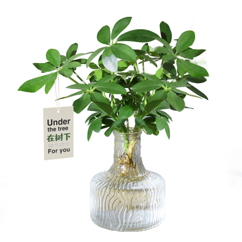 鸭脚木水培植物绿植盆栽室内桌面耐阴好养活四季七叶莲八方来财