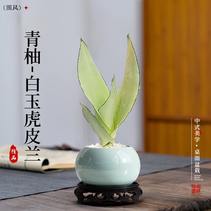 白玉虎皮兰办公桌面绿植摆件