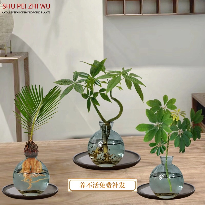 水培发财树办公室小绿植招财摆件