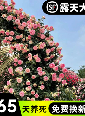 蔷薇花苗爬藤月季四季耐寒开花大苗浓香庭院爬藤植物藤本月季玫瑰