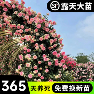蔷薇花苗爬藤月季四季耐寒开花大苗浓香庭院爬藤植物藤本月季玫瑰