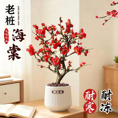 精品老桩海棠花盆栽耐寒耐冻花卉