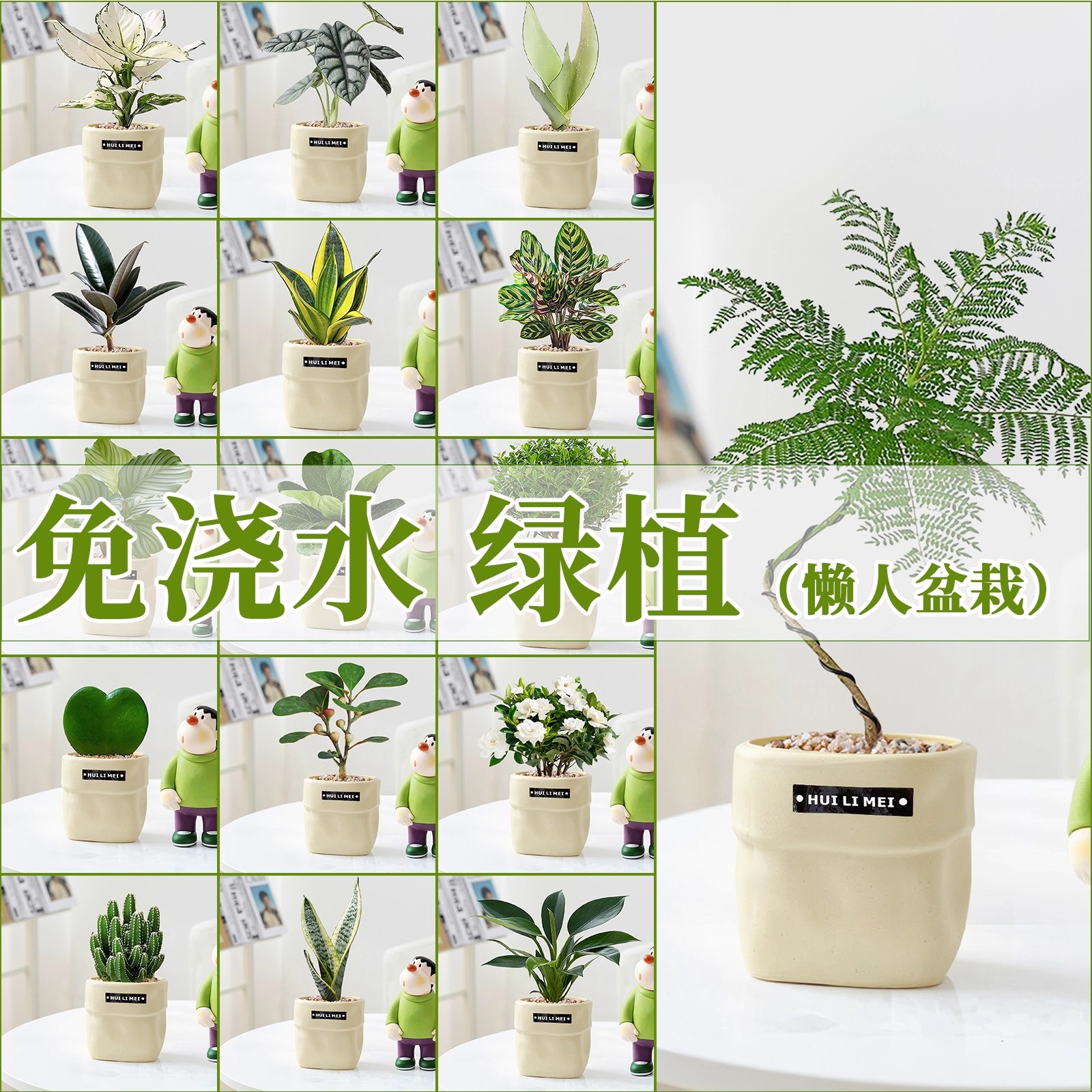 懒人必入！免浇水桌面绿植小盆栽