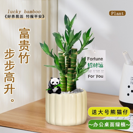 步步高富贵竹小盆栽办公室绿植花卉室内桌面工位摆件客厅好养植物