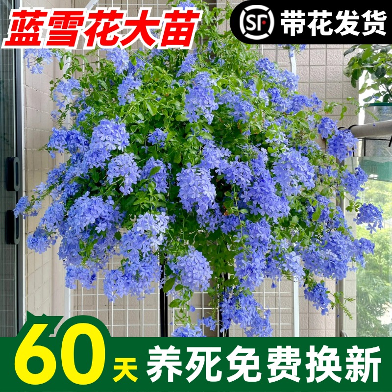 蓝雪花盆栽大苗带花棒棒糖四季好养耐热耐晒开花爬藤植物阳台庭院