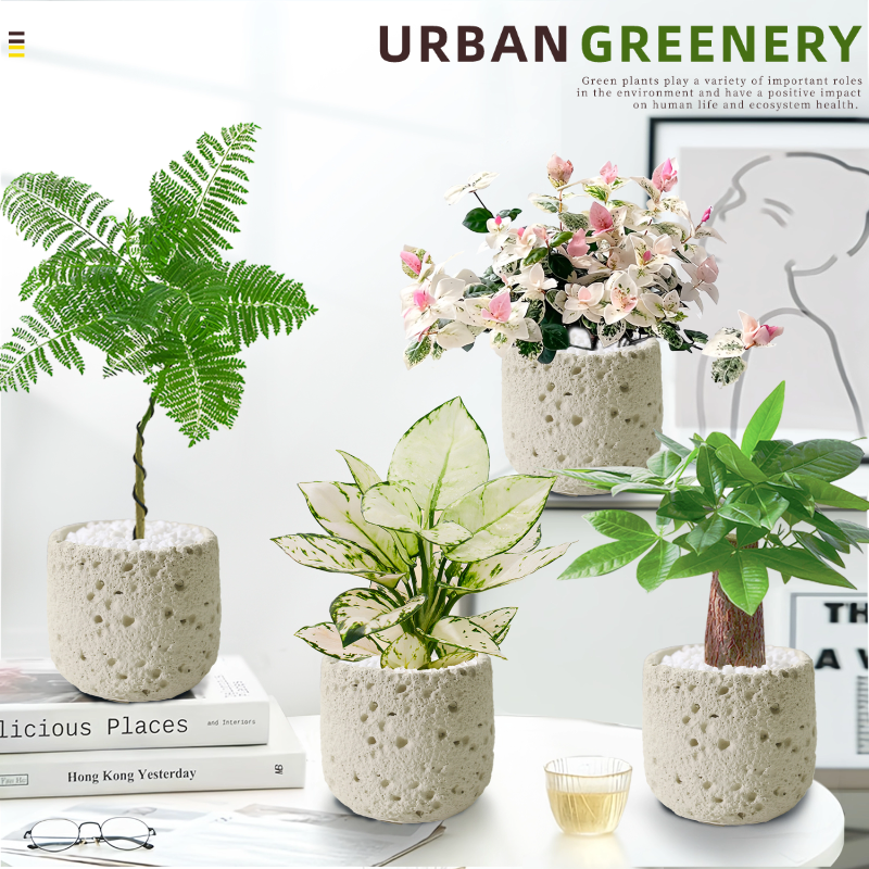 ins绿植办公室四季常绿高颜值