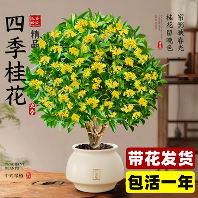 四季桂花浓香型室内开花