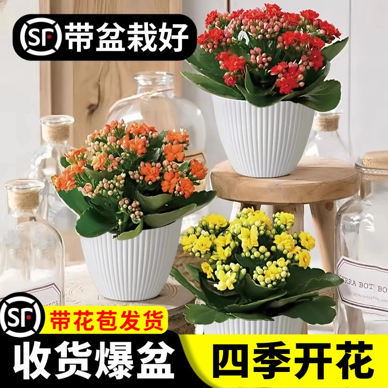 精品长寿花盆栽带花发货