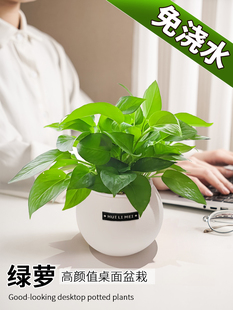 绿萝盆栽长藤大叶新房除甲醛室内客厅办公室桌面绿植净化空气四季