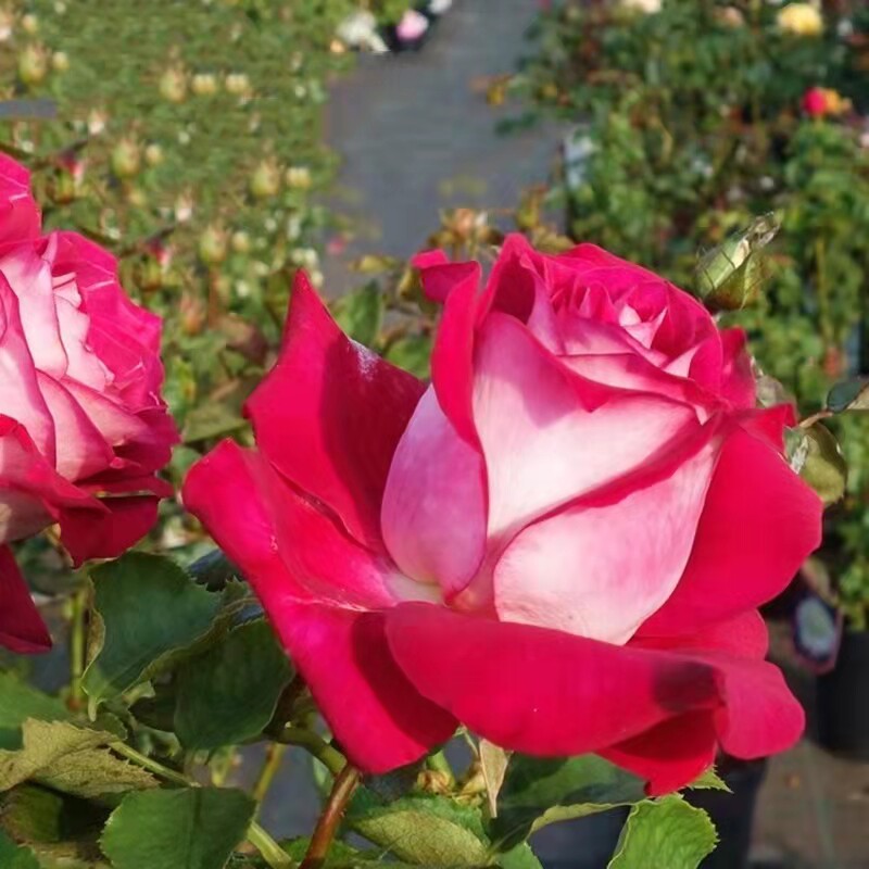 【稀有品种】莫妮卡贝鲁奇月季花苗红白月季阳台带花苞四季开花