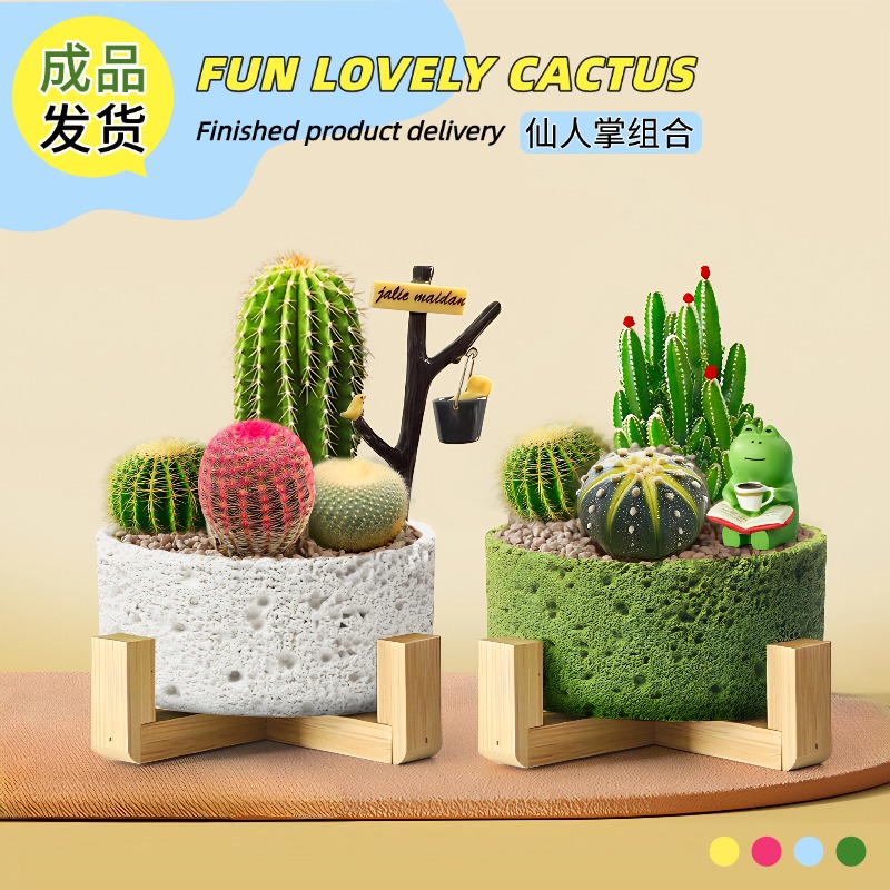 夏季耐热又好看的仙人掌组合