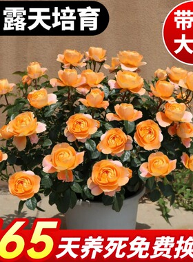 果汁阳台月季花苗带花苞四季浓香开花卉盆栽阳台庭院灌木玫瑰花苗