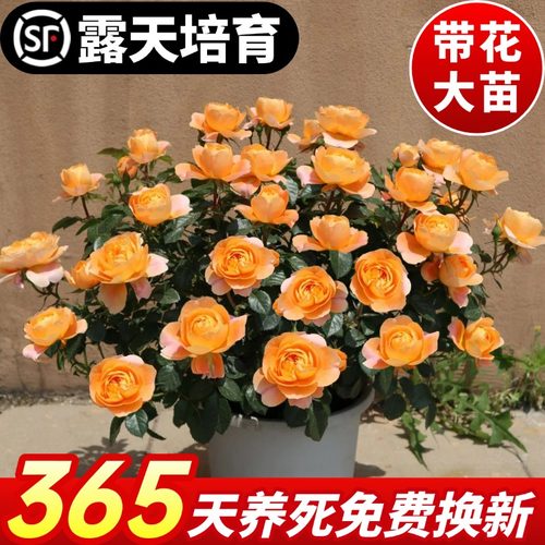 果汁阳台灌木月季花苗多季开爆花