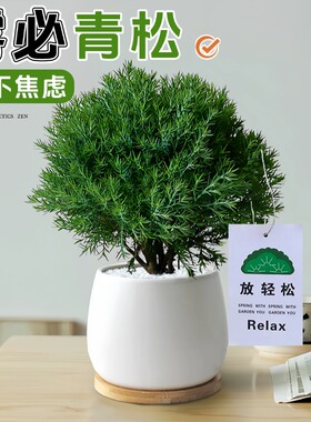 放青松绿植雾松室内小盆栽雾凇办公室桌面放轻松植物摆件四季好养